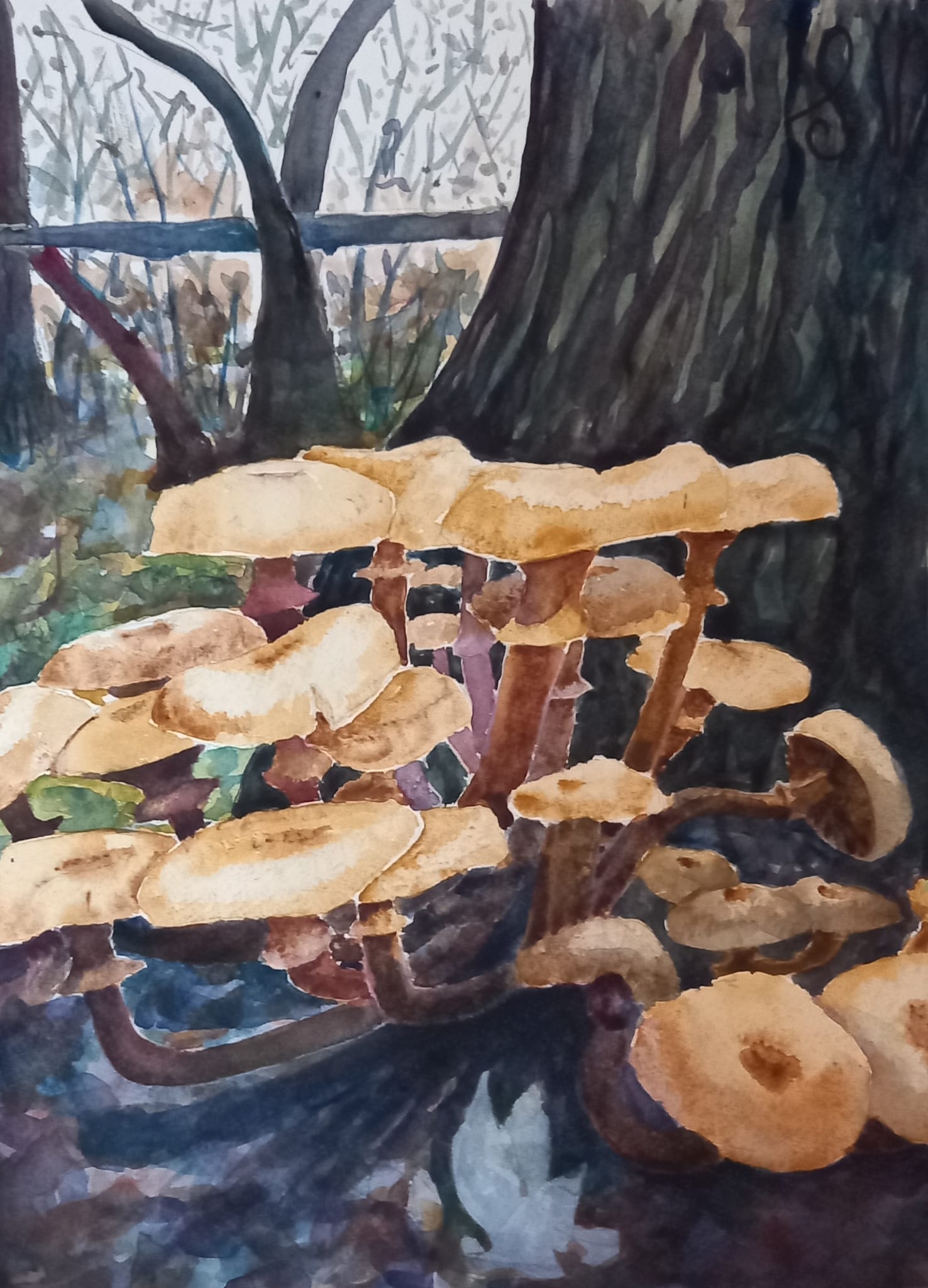 armillaria mellea chiodini acquarello