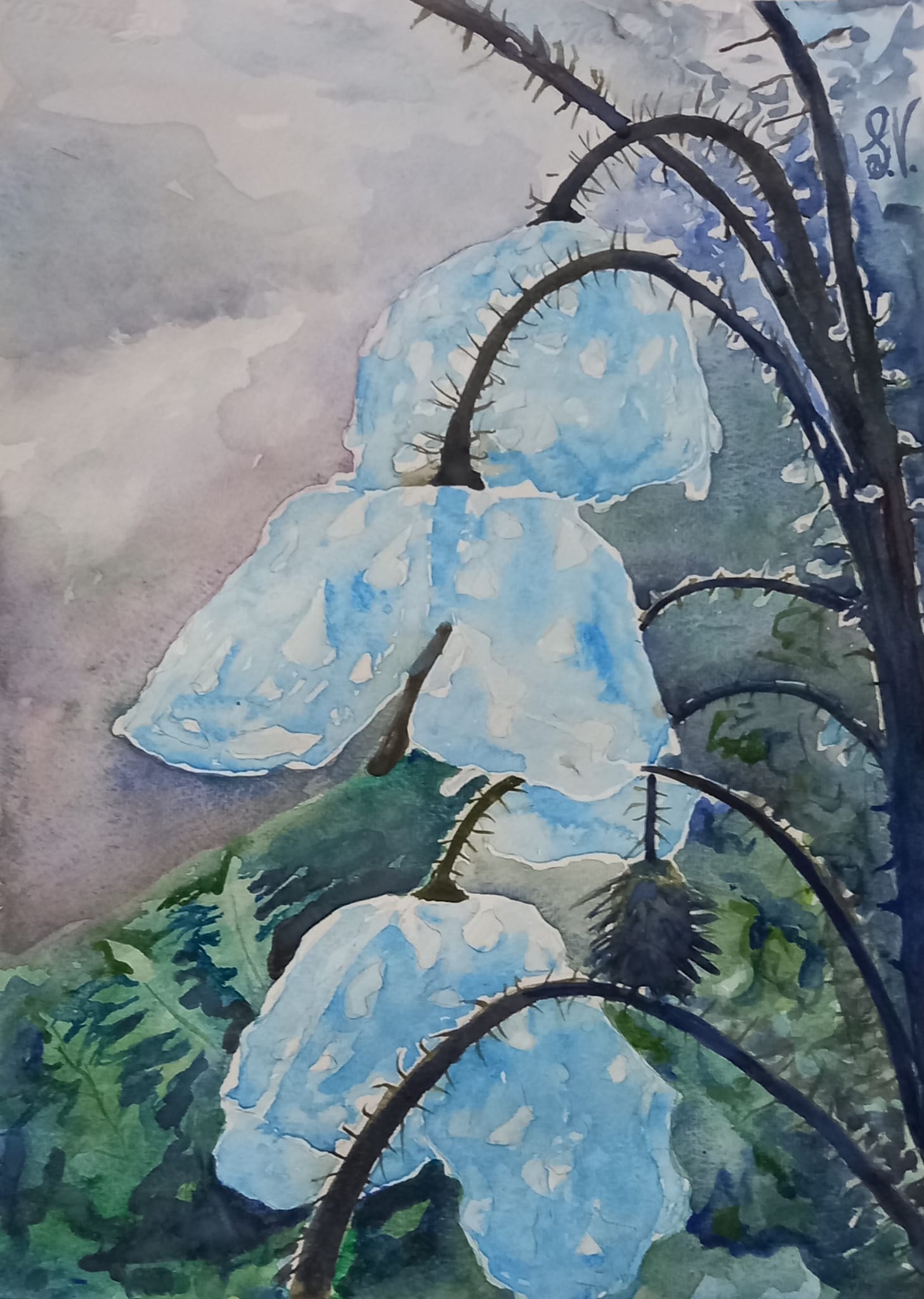 papavero blu acquarello