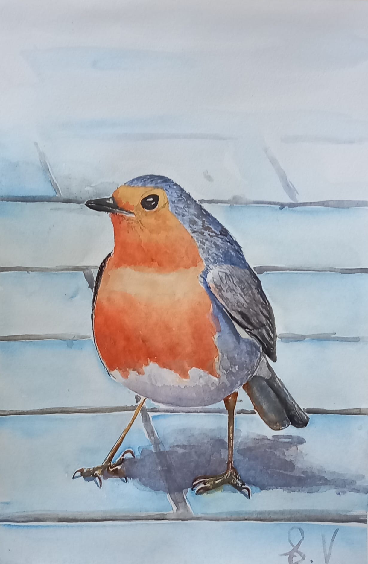 pettirosso acquarello